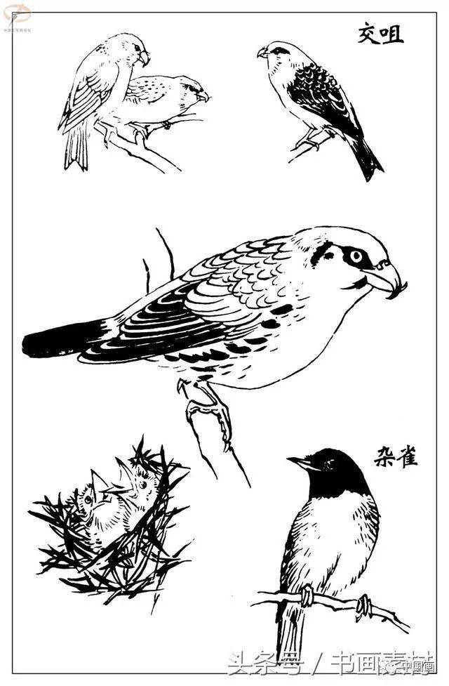 书画素材最经典白描禽鸟教程百鸟图谱天美教授孙其峰编欣赏