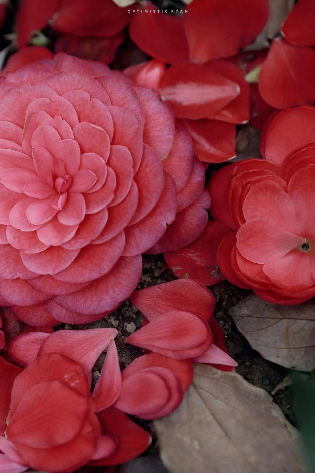 摄影作品欣赏·红色的花朵