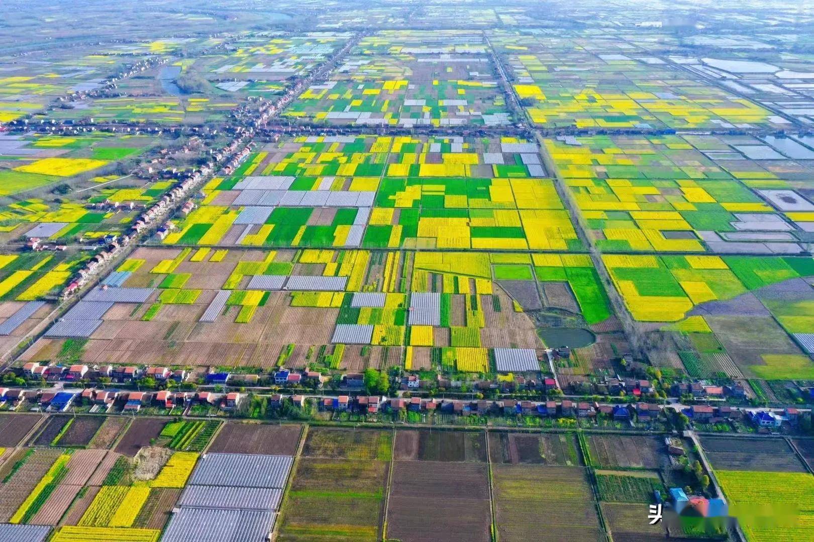 澧县如东镇:庭院屋场话早稻 农业生产促振兴_钟书记_进行了_基础