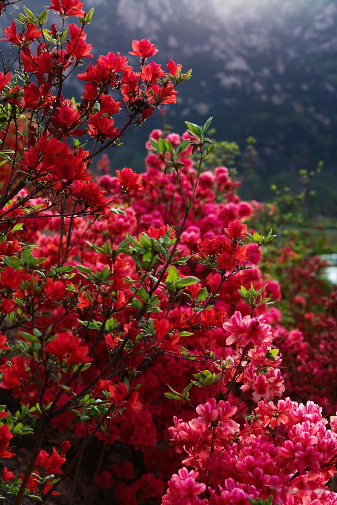五莲这里的杜鹃花惊艳绽放漫山遍野红红红
