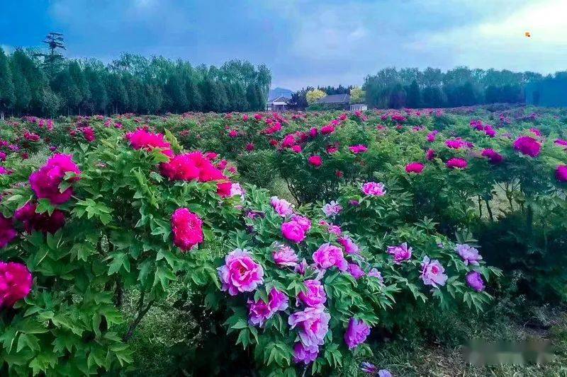 天香唯有牡丹真国色花开时节动京城の国色天香牡丹园雁栖湖西山栈道