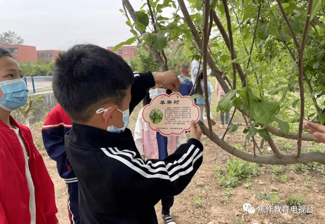 马村区:东韩王中心学校开展校园植物挂牌活动