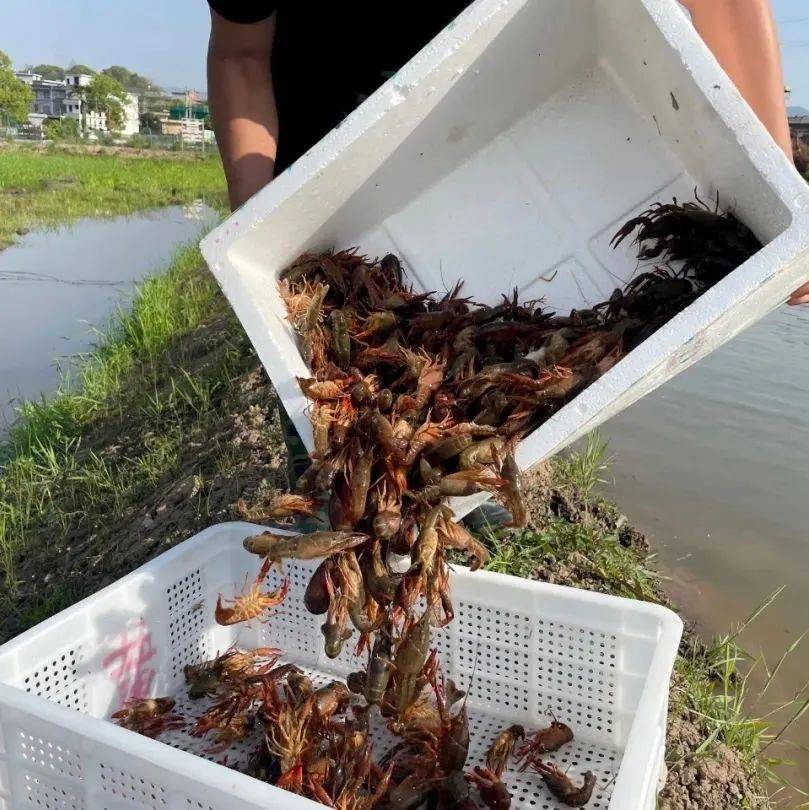 彭高镇:“稻虾共养”奏响乡村振兴之歌_经开区_龙虾_种养