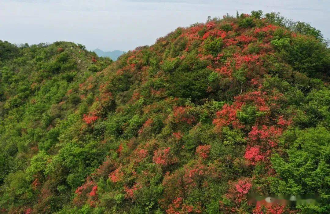 诗画石台不负花期七井山上开遍映山红