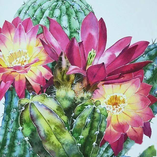 如夏花绚烂泰国画家kitipongti笔下的仙人掌之花