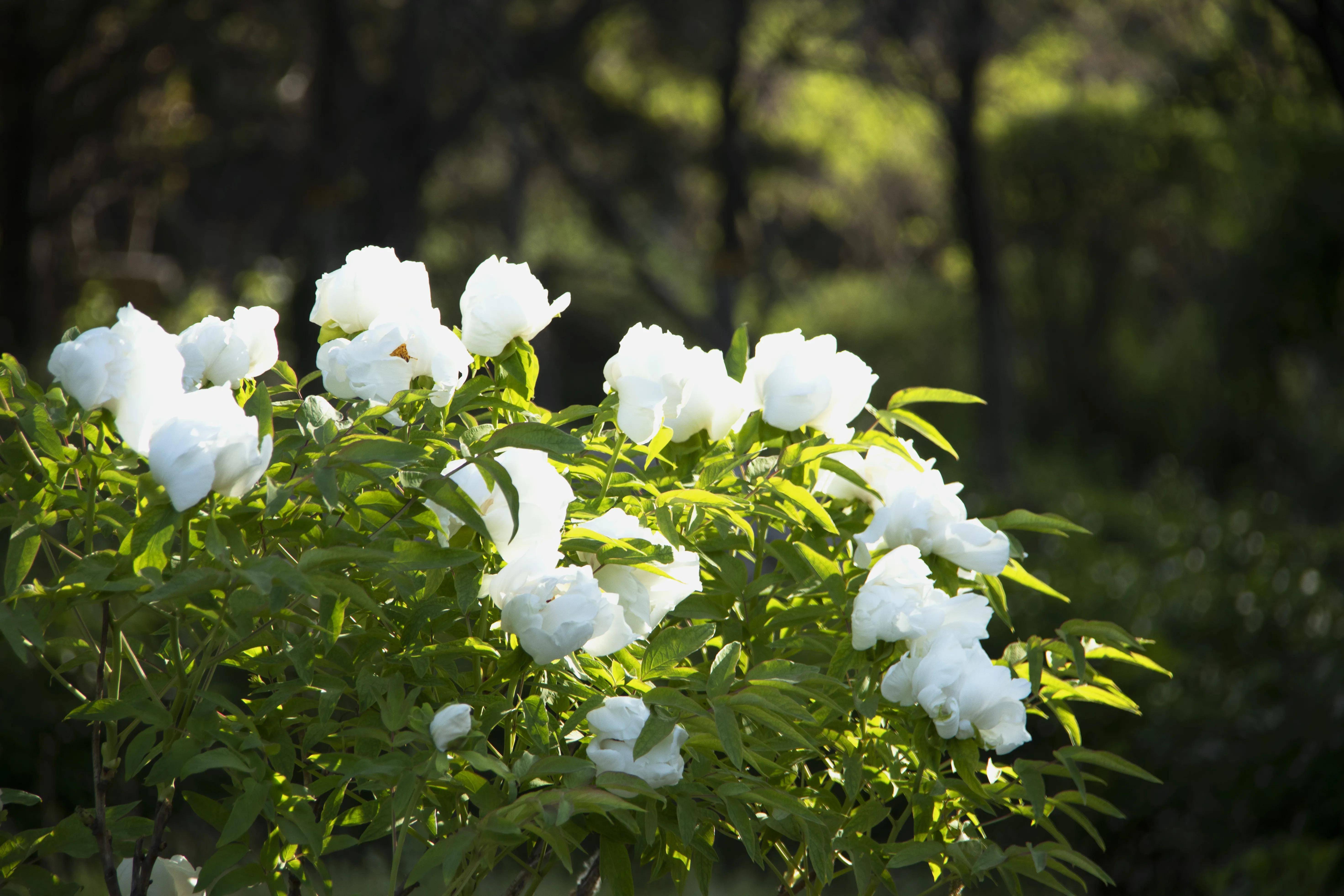 金色阳光白牡丹