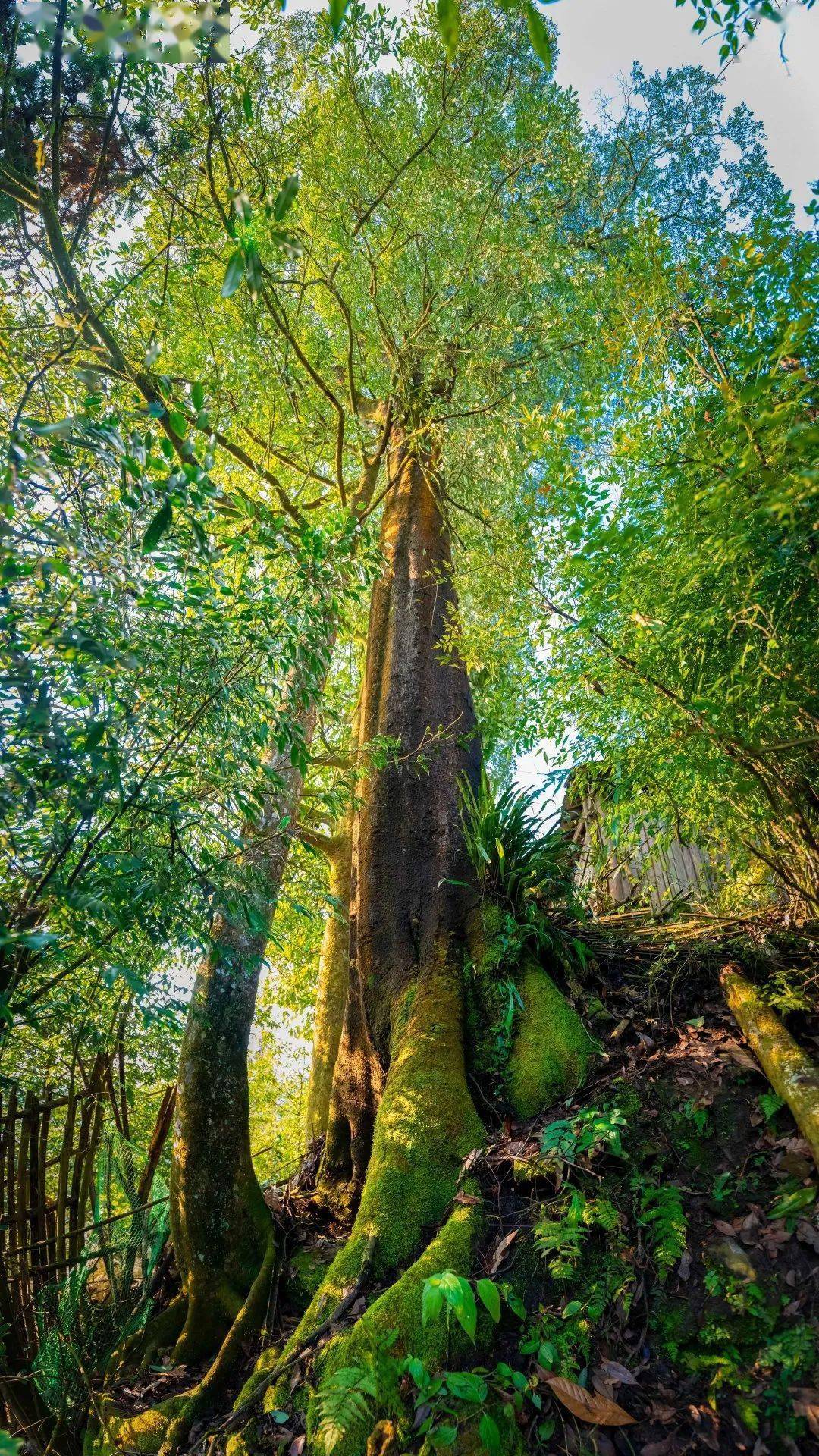 睛彩天全天全的这些古树名木珍稀植物你见过吗