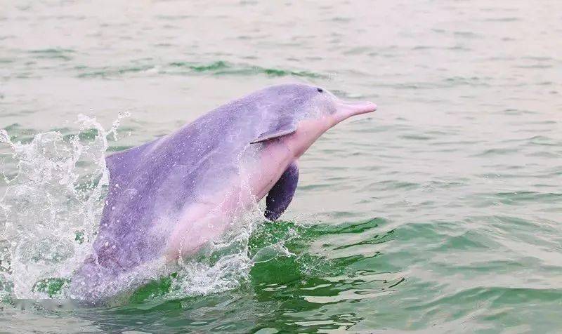 钦州的白海豚 背后有你想不到的由来