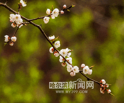 超过7 8万株 冰城杏花进入绽放季 小区 山杏 王贵