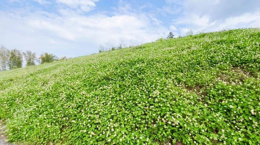 涪陵这个山坡三叶草盛开如海美如宫崎骏的动画