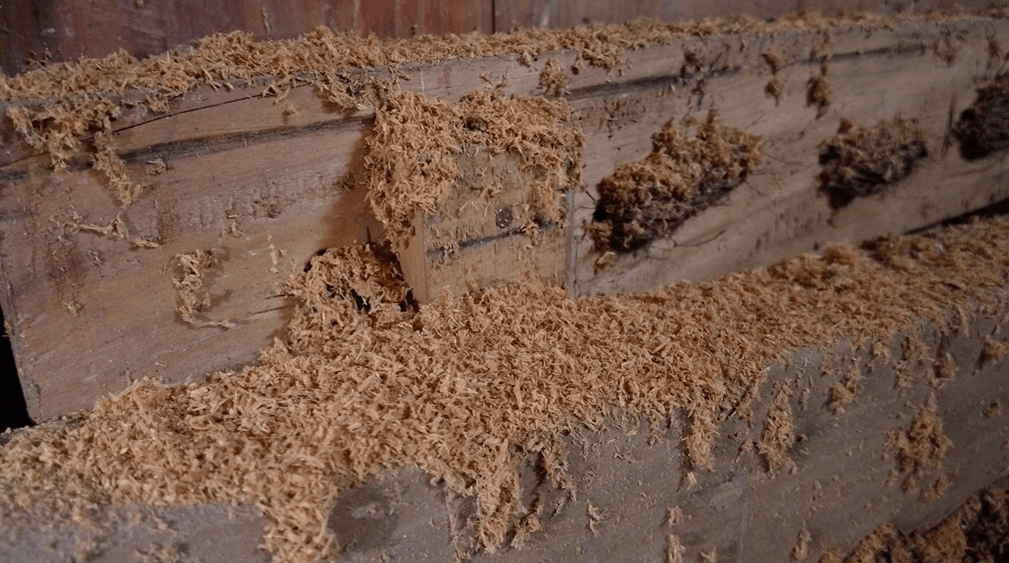 咋回事青田一市民的老屋被不明虫子蛀空