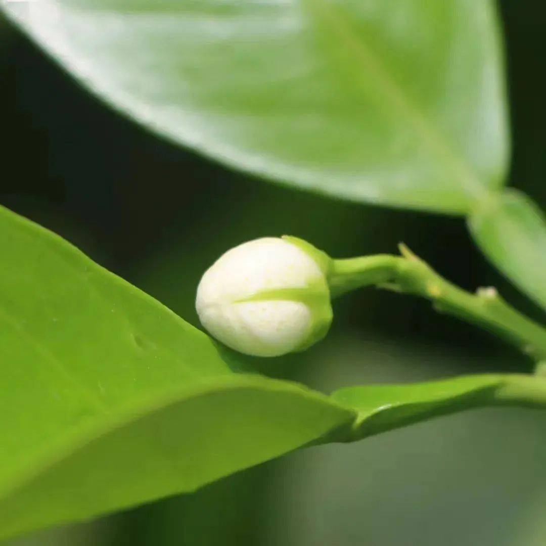又是一年柚花香_胡柚_常山_空气