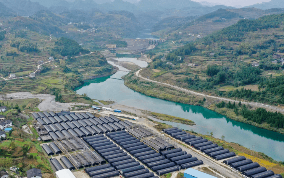 授信2000万道真农商银行首个食用菌产业整体授信落户旧城