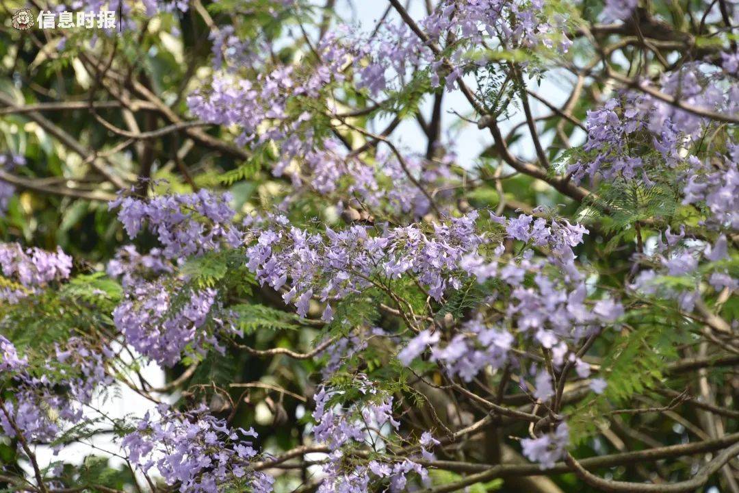 蓝花楹开花了，可一直观赏到五月初