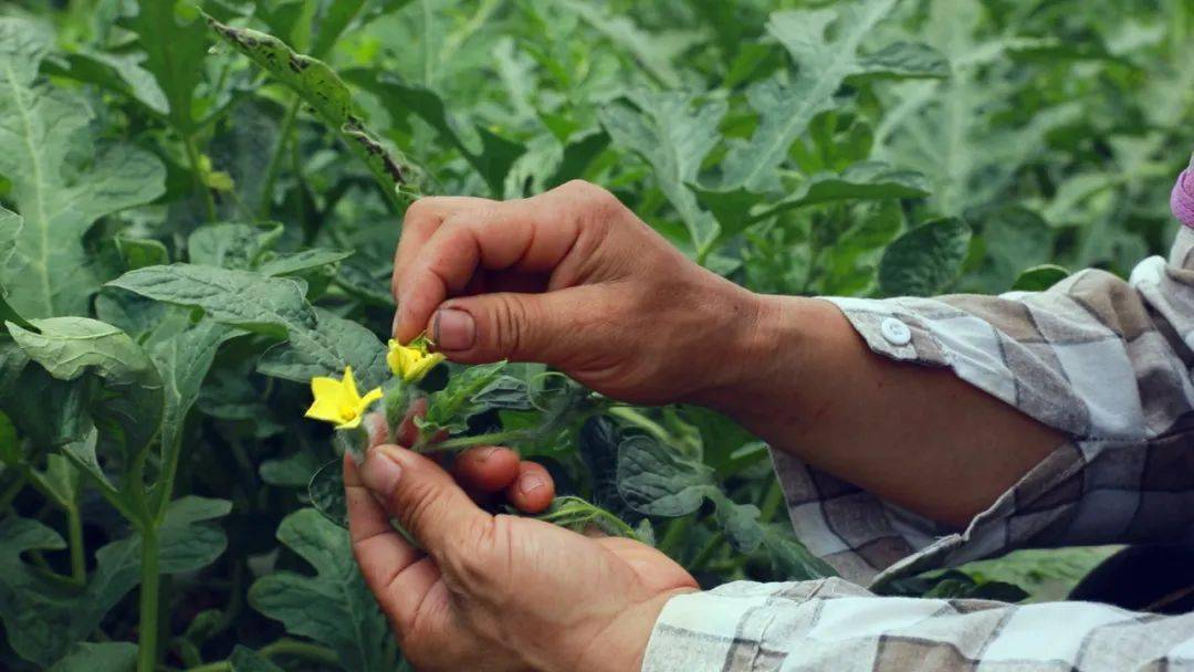 早春红玉西瓜抢"鲜"上市_种植_王保抗_上思县