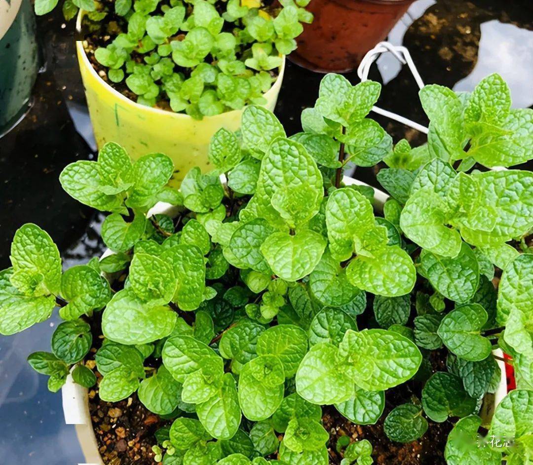 常见的薄荷品种,有胡椒薄荷,苹果薄荷,普列薄荷,凤梨薄荷和柠檬香水