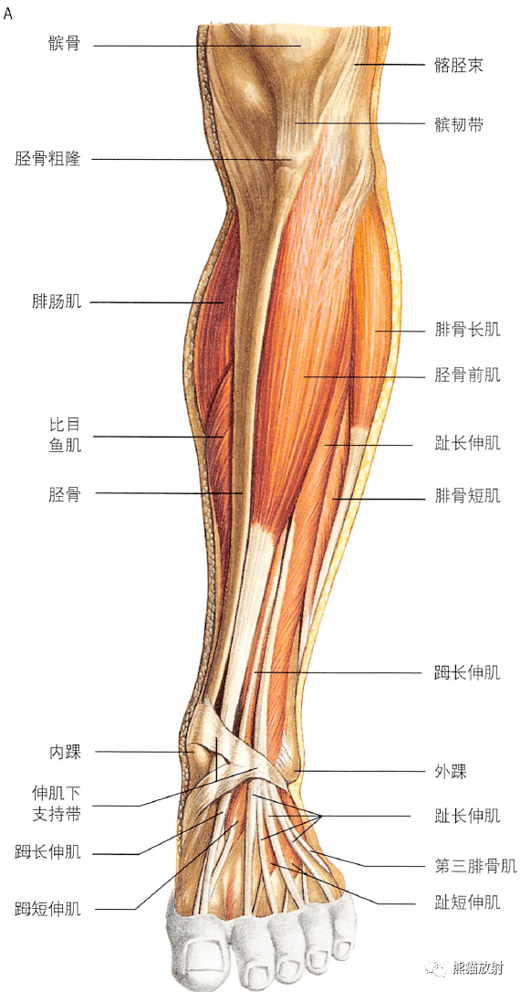 小腿结构图高清图片