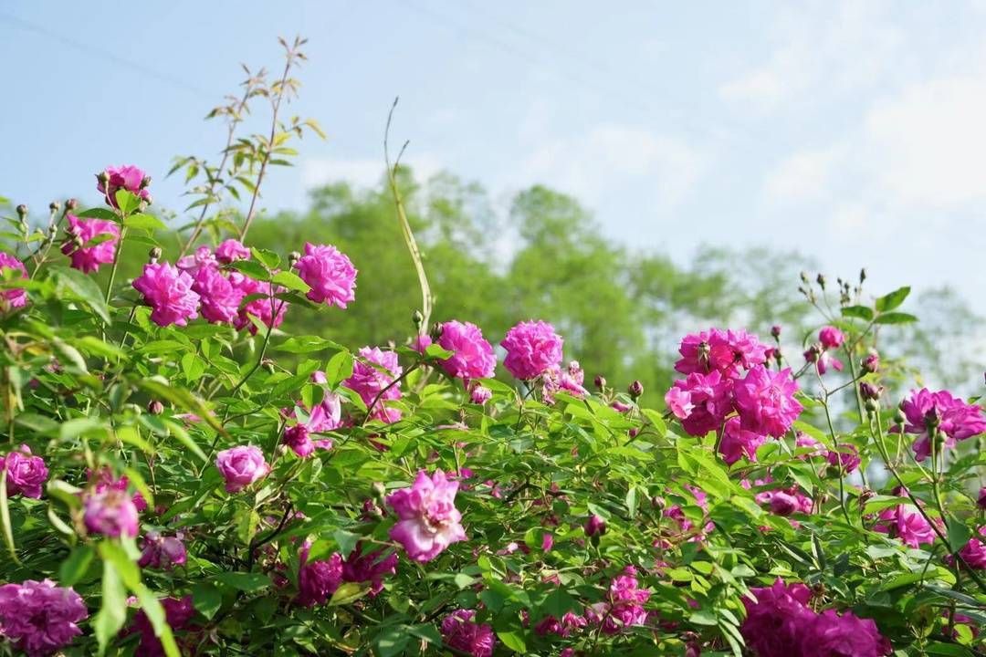 彭州宝山蔷薇始盛开 “五一”小长假赏花去