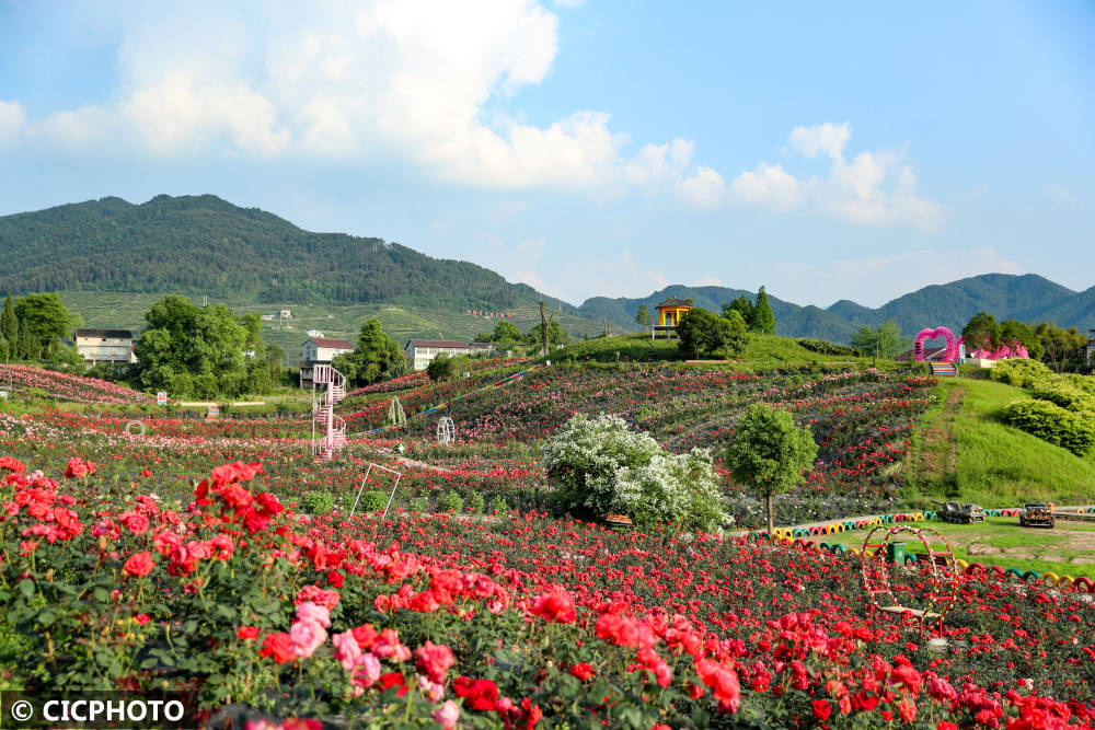秀山玫瑰之约景区图片