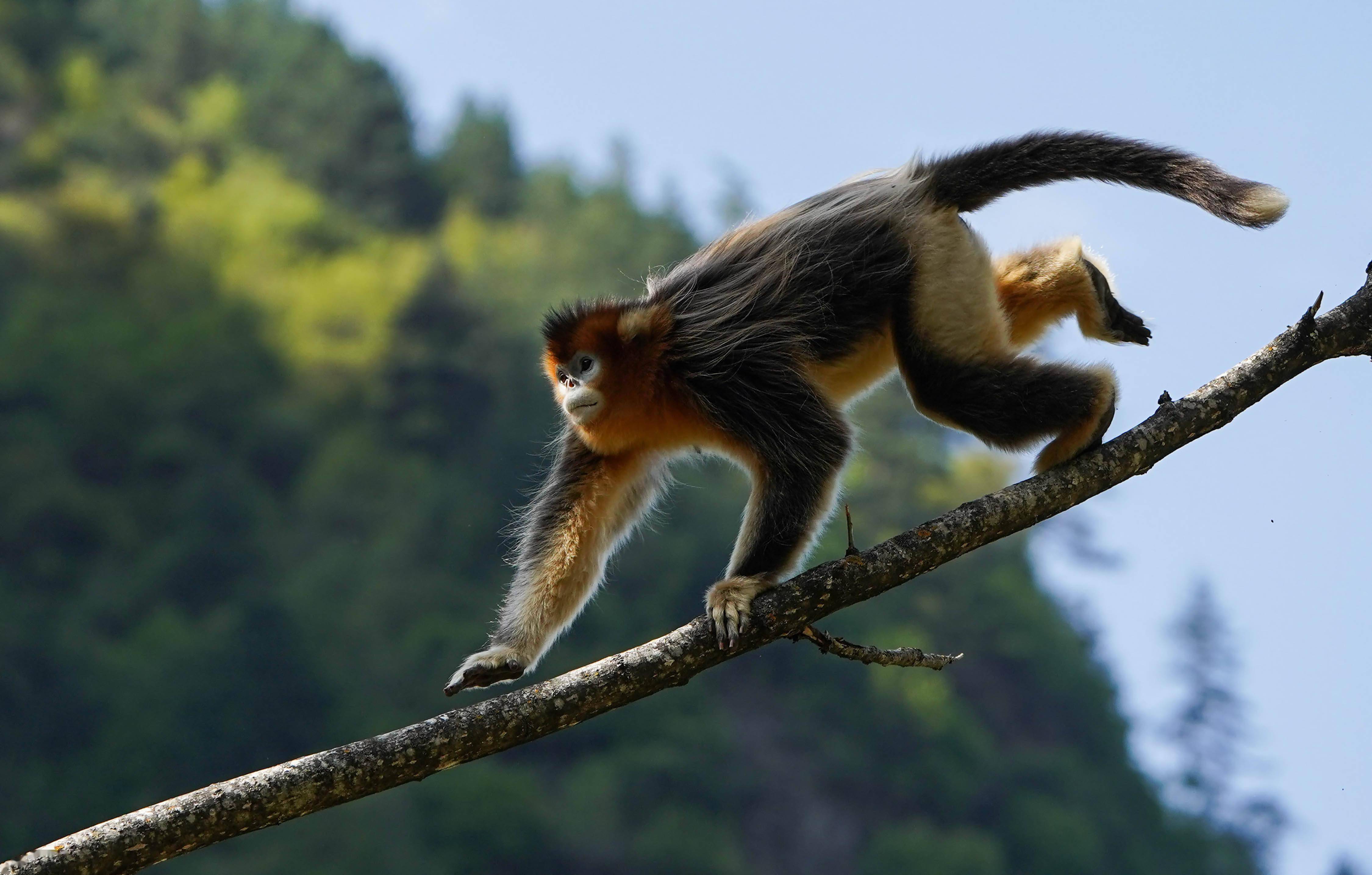 走进川金丝猴乐园