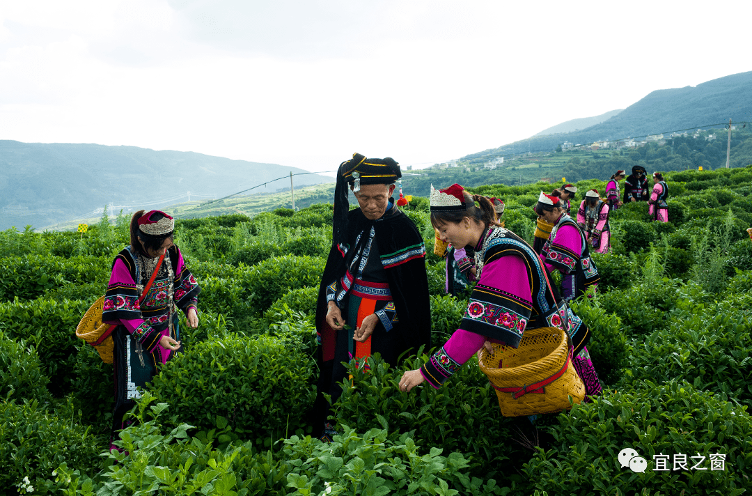 樱花_山后_宜良县