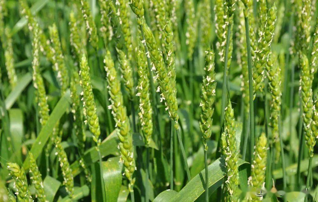 小麦扬花期打药真的会减产吗千万别再犯错了