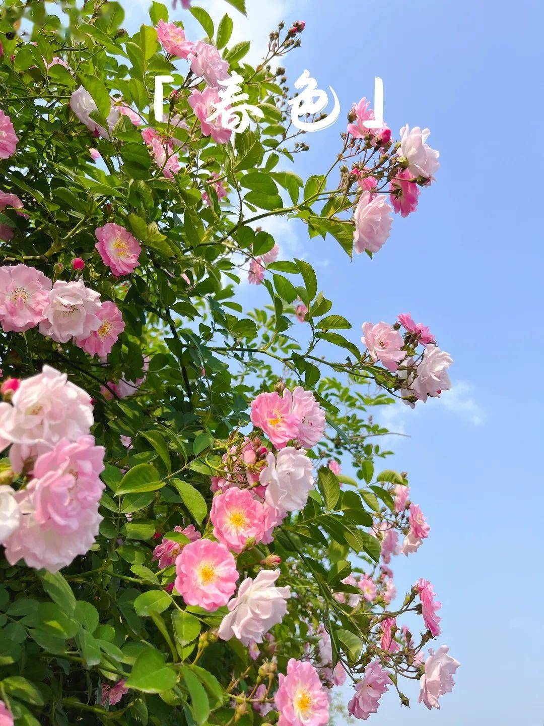 蔷薇花:最美暮春诗词_唐代_野蔷薇_白居易