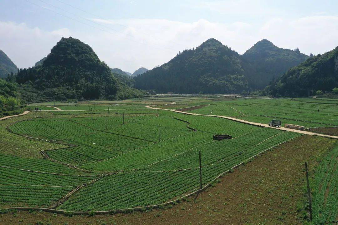 德卧镇德卧村:合作社栽韭菜助农就业增收_种植_吉丰_义龙