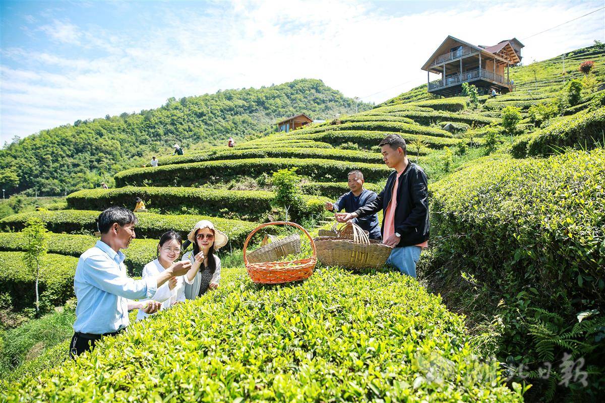 高山农民端上茶旅融合生态金饭碗