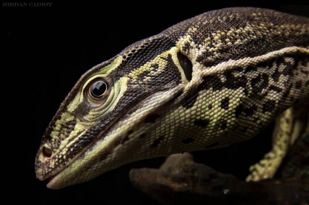 赤衟龟们顶级捕食者但这不妨碍它们作为相对平衡与澳洲的原生动物达到