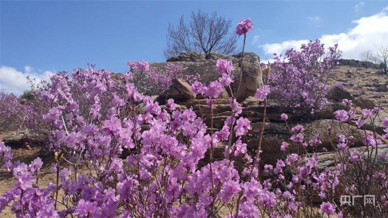 最美人间四月天内蒙古扎兰屯杜鹃花开成海