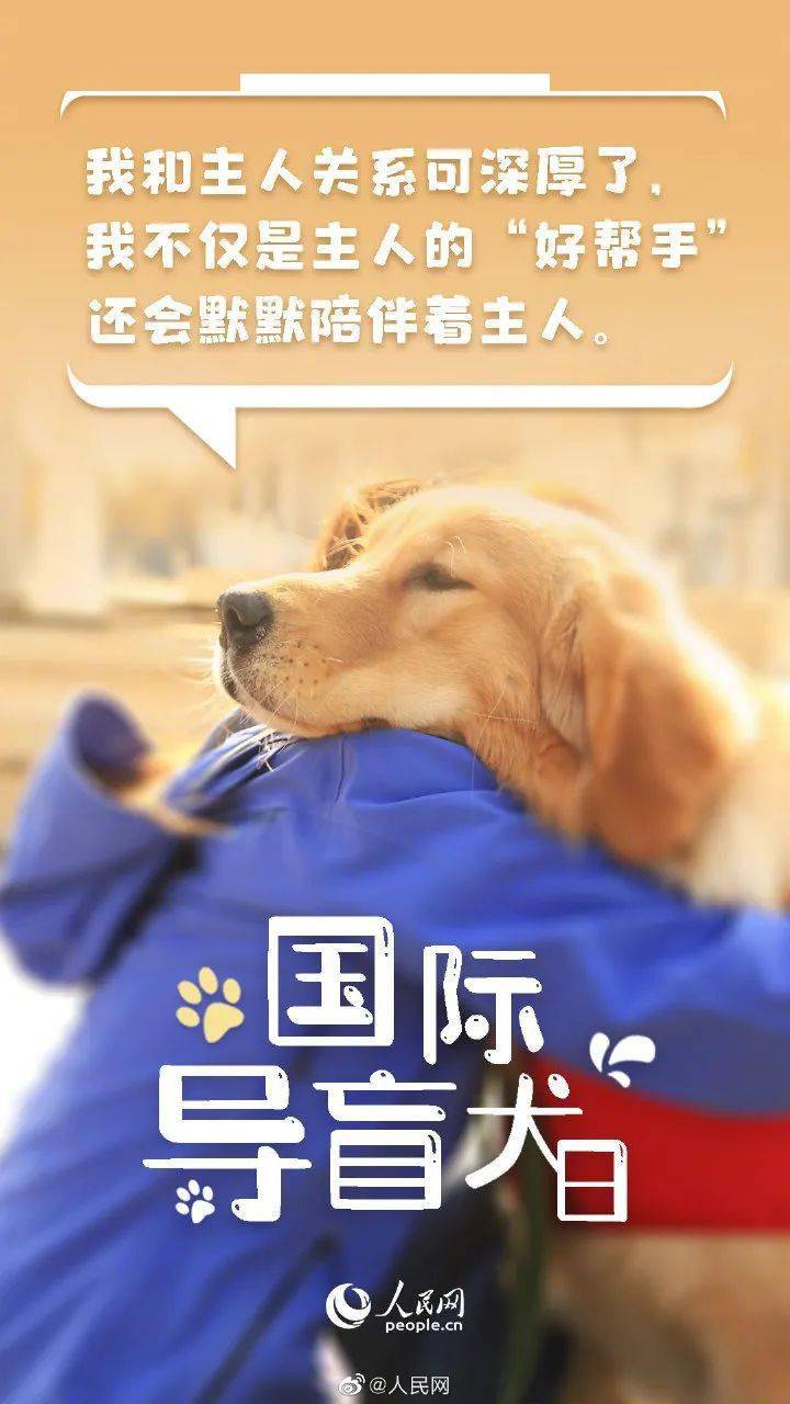 国际导盲犬日视障人士的第二双眼睛