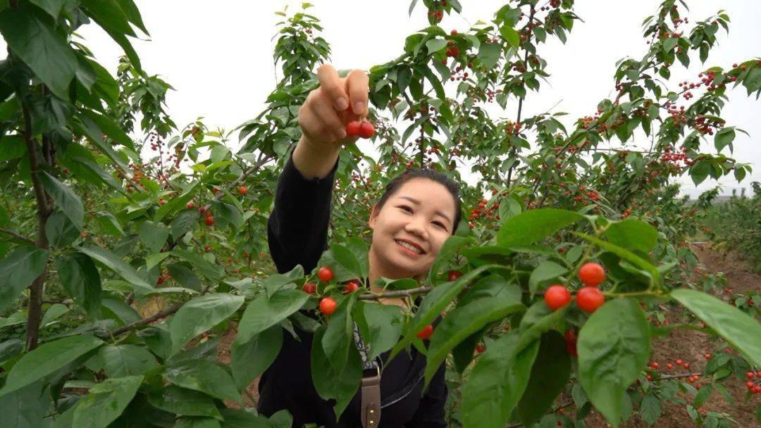 开吃啦谷城老君山樱桃节盛大开幕
