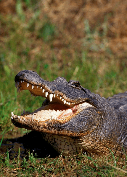 小兰花尖尖牙齿大盆嘴短短腿儿长长尾捕捉食物流眼泪人人知它假慈悲