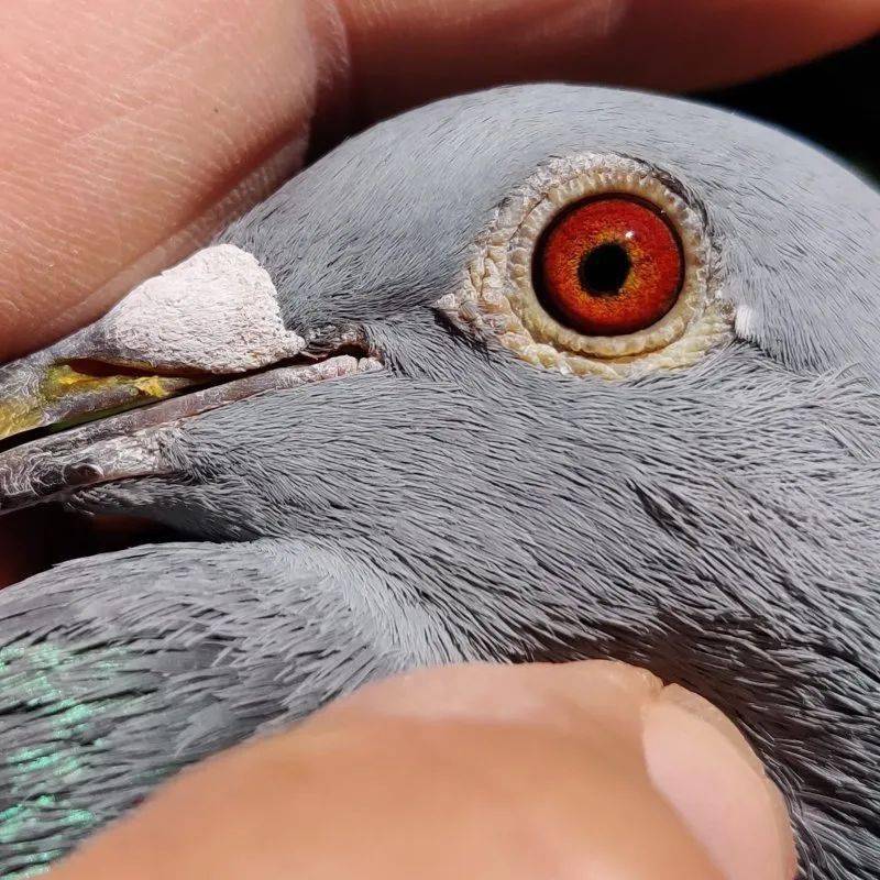 佛卡门顶级种鸽之一——"野马号"_查特路_km_全国