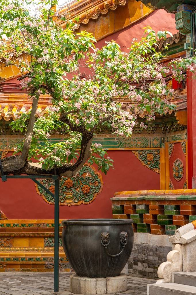 北京故宫御花园楸树花盛开在皇宫建筑的衬托下格外美