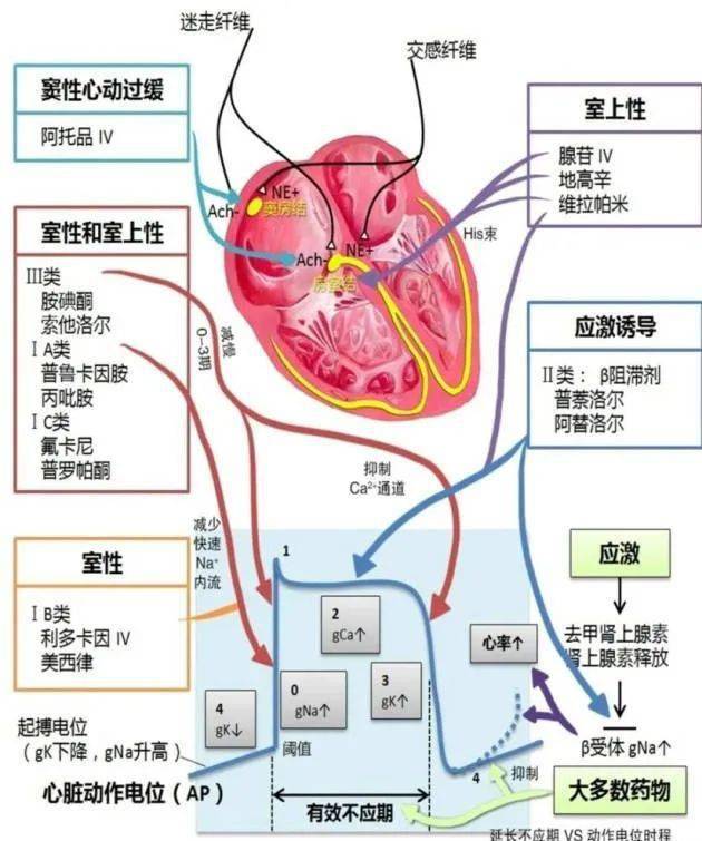 心脏兴奋传导顺序图图片