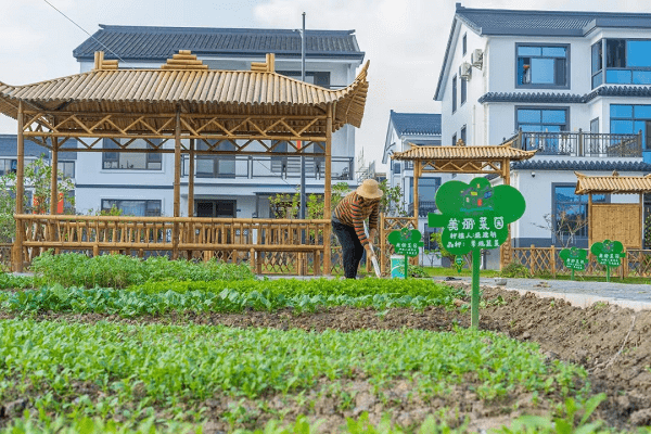 昆山 美丽菜园 丰富居民 菜篮子 蔬菜 村民 种植