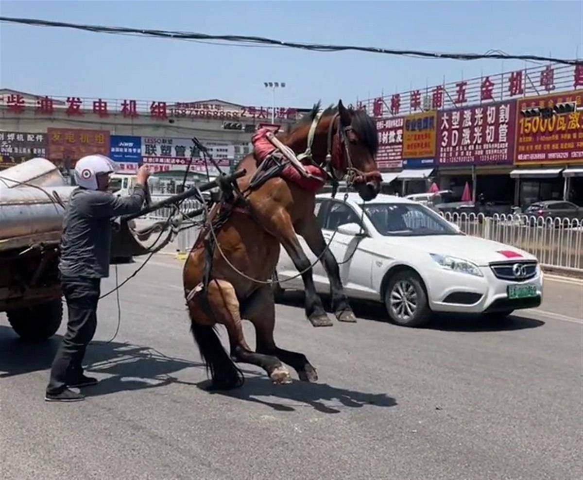 满车钢管将马儿翘得双脚腾空网友大呼心疼