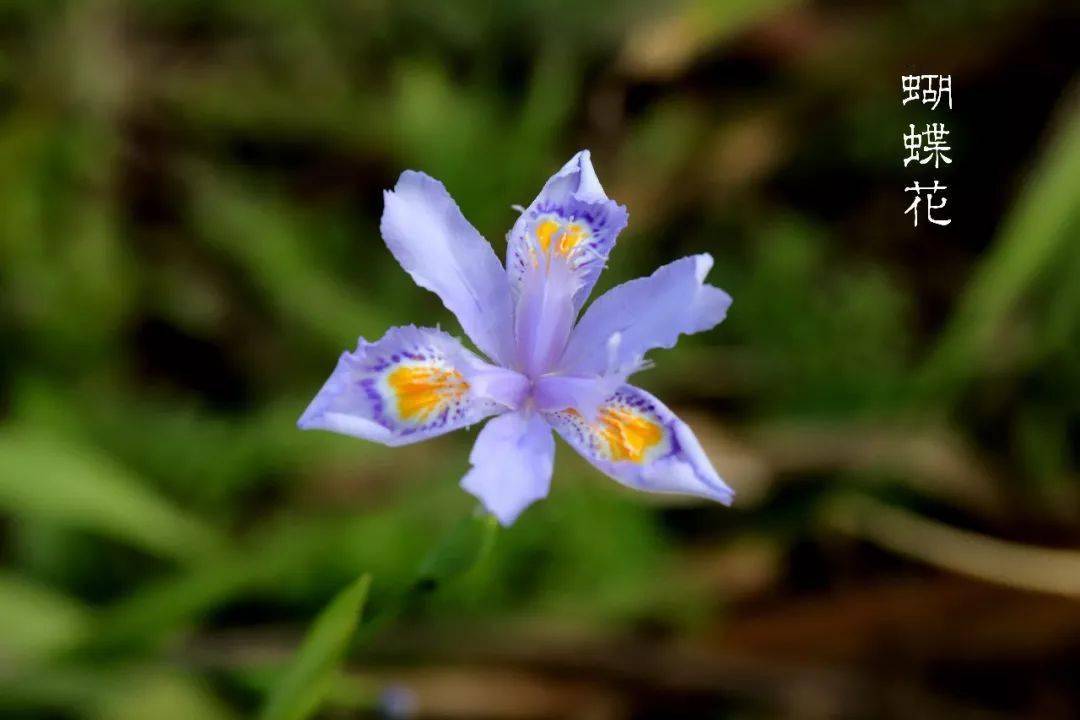 彩虹女神鸢尾花过眼录