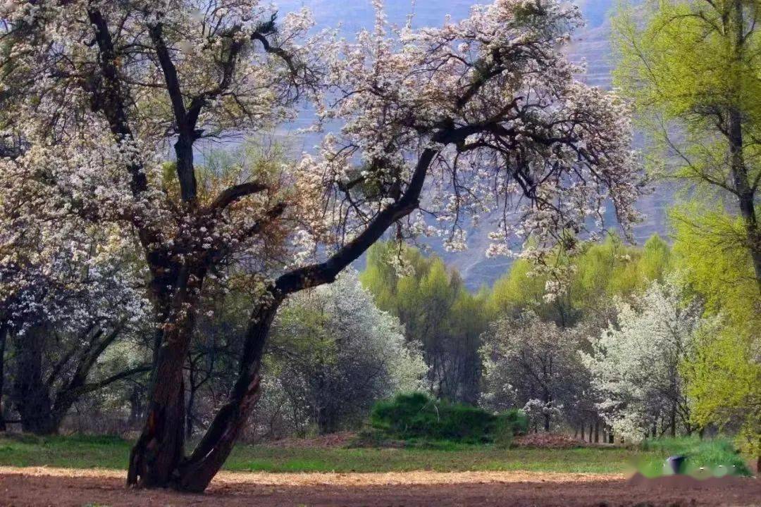 图|陈中胜景永留心间邂逅一树繁花连绵的梨花似雪似雾似云霞在烟雨