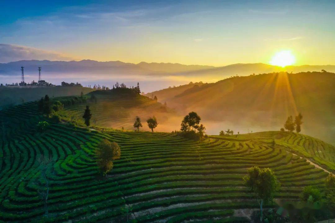 保山游昌宁关于茶山研学这件事攻略赶紧收藏