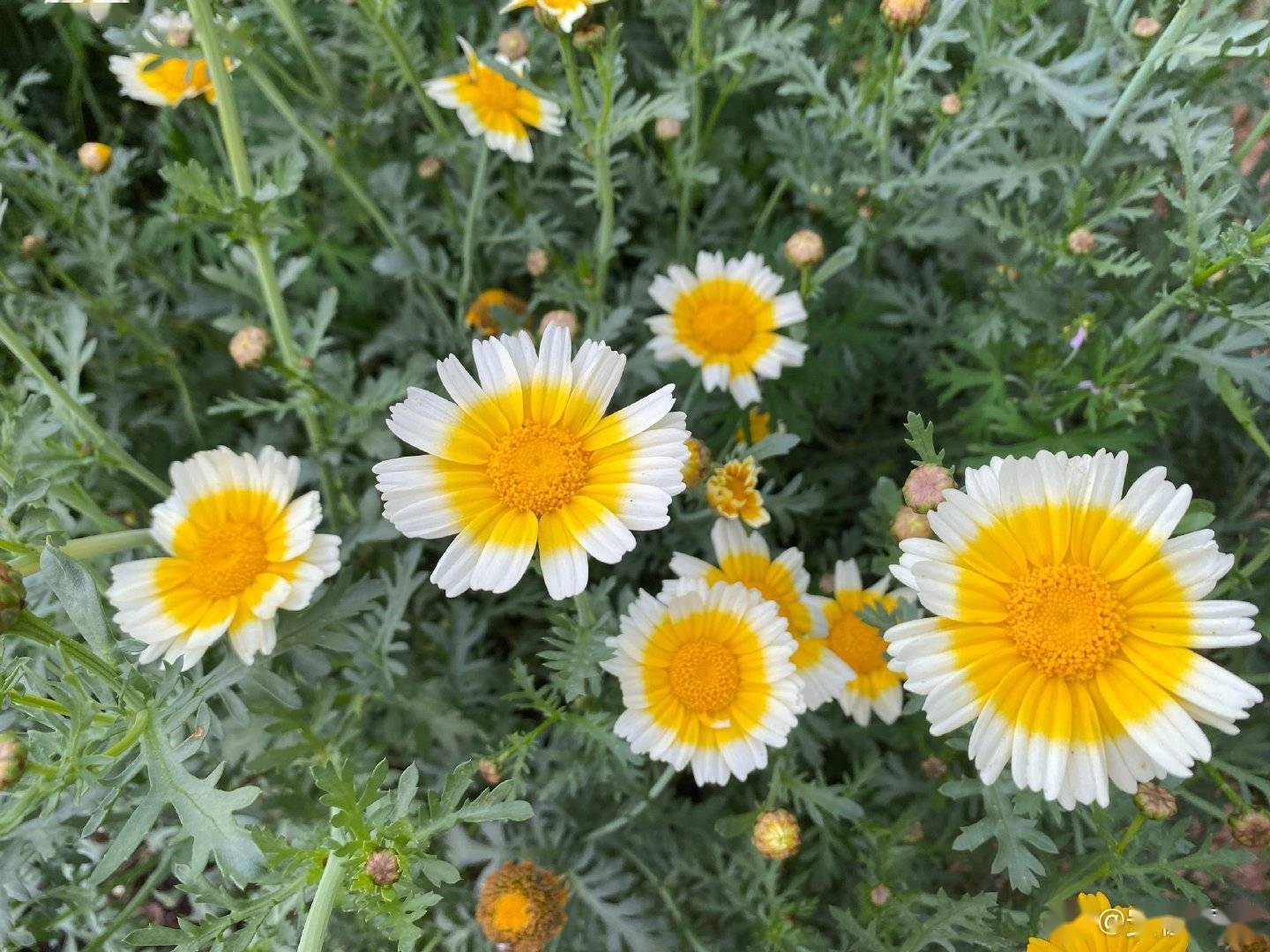 茼蒿花真实图片图片