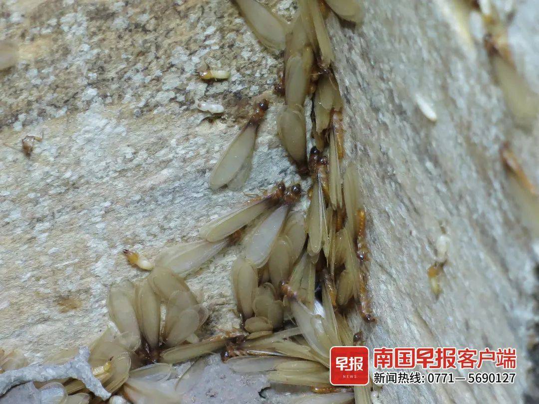 南宁进入白蚁分飞期不要慌赶快处理它们