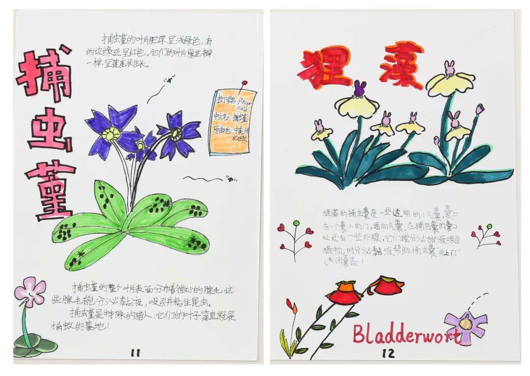 "五一"低碳云科普系列 | 自然笔记欣赏no.01_大赛_作品_植物