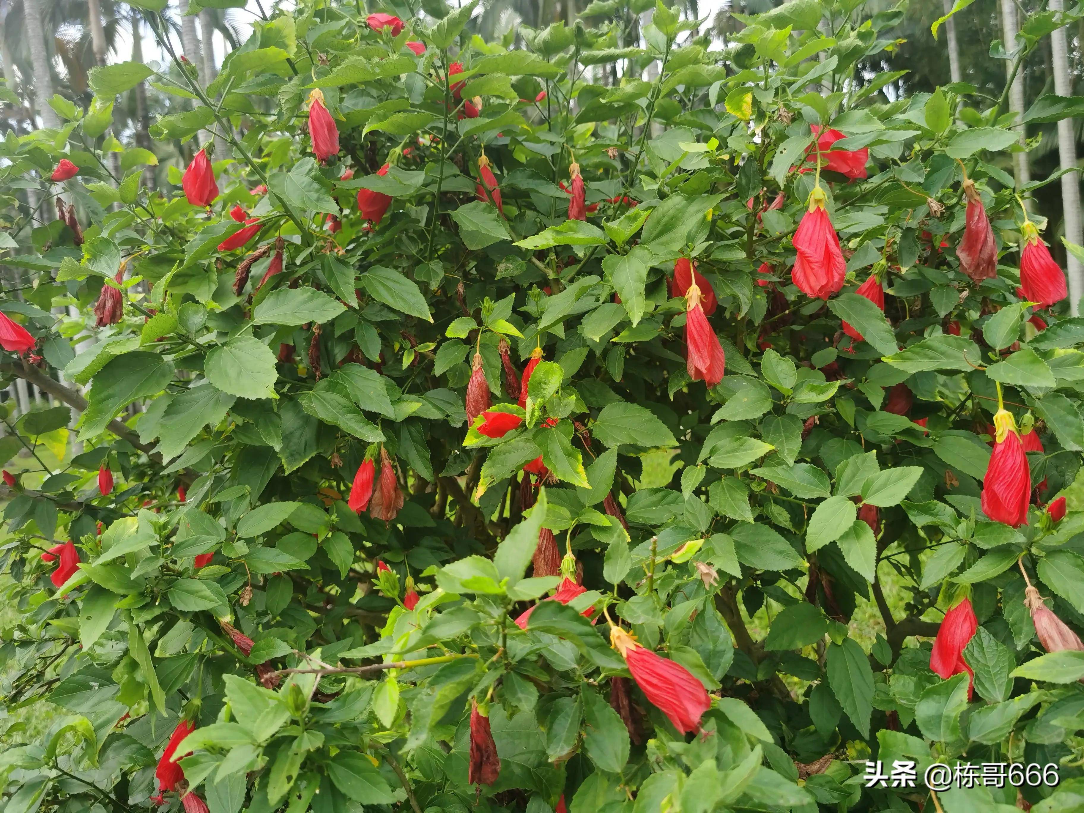 深圳公园花朵随拍一垂花悬铃花