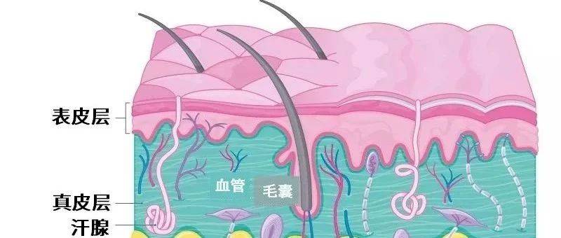 皮肤刺痛? 如何预防和消除这种刺痛感?_护肤品_成分_Career