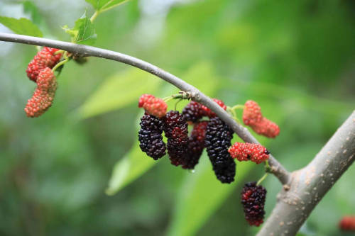 在当阳市玉阳街道三里港村的港丰源休闲生态农业园,又是一季蔷薇花