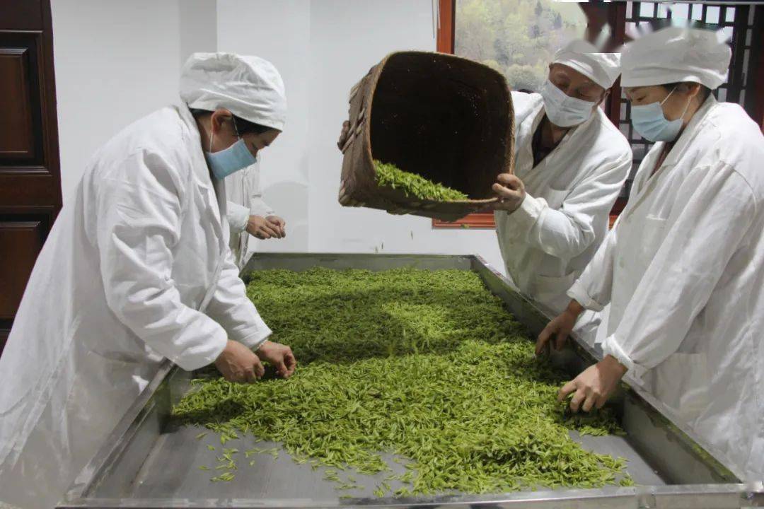 茅坪镇:悠悠茶香迎客来_茶叶_鲜叶_种植