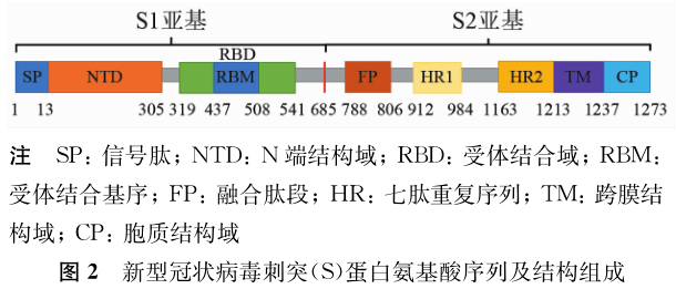 新型冠状病毒刺突蛋白结构及其疫苗研发